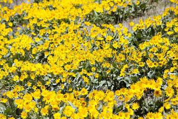 Arrowleaf Balsamroot Flower