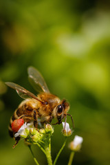 Bee on a white flower collecting pollen and gathering nectar to produce honey in the hive