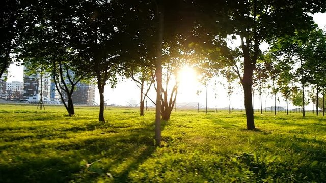Sun rays make their way through the trees in the city park, camera movement. Slow motion