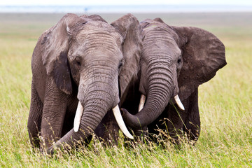Two elephant bulls on the plains of the Serengeti National Park in Tanzania