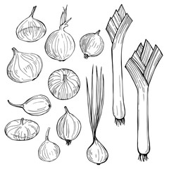 Onions. Hand drawn vegetables on white background. Vector sketch  illustration.