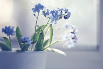 Forget-me-nots and Bokeh.