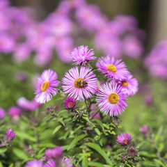 Symphyotrichum dumosum close-up, bushy aster, plant in the aster family. Picturesque bright plant in autumn