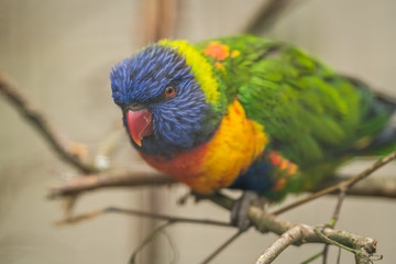Colorful Lorikeet parrot in a cage