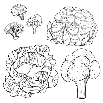  Hand drawn cabbage on white background.   Vector sketch  illustration.
