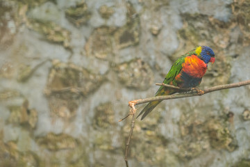 Colorful Lorikeet parrot in a cage