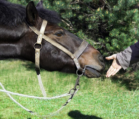 a man's hand gives his hand to the horse's horse harnessed knot knots