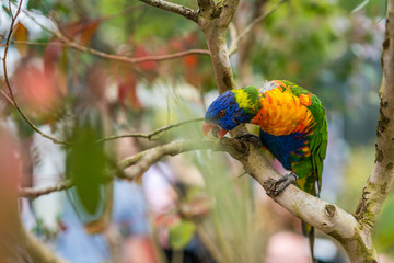 Lorikeet Rainbow Parrot on a tree