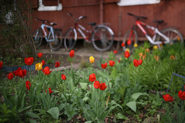 red and yellow tulip close up photo on green garden background