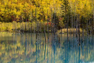Autumn Color on The Blue Canvas