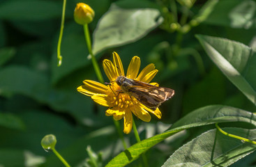 Dun Skipper on Yellow Flower