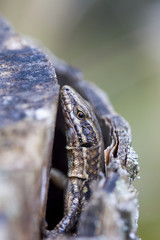 Lezard thermoregulant au soleil