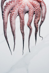 tentacles of big raw octopus on light marble surface © LIGHTFIELD STUDIOS