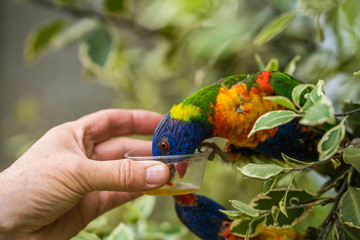 Man giving sweet nectar to Lorikeet Rainbow parrot