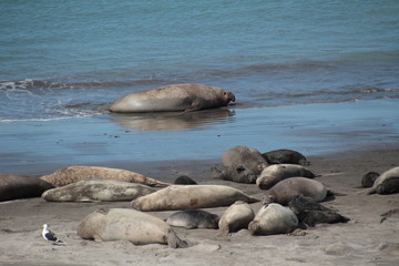 Fototapeta premium El portero