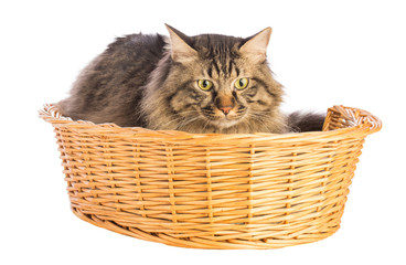 Fototapeta na wymiar Big cat norwegian, feline with long hair, in basket
