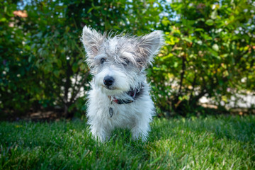 A young scruffy terrier dog mix  on a grassy lawn.