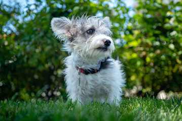 A young scruffy terrier dog mix  on a grassy lawn.