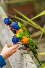 Child feeding sweet nectar to Lorikeets