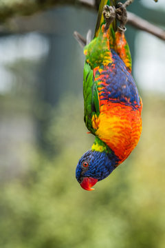 Colourful Lorikeet parrot hanging down