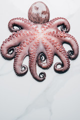 top view of big uncooked octopus on light marble surface
