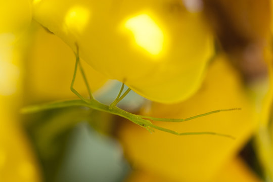 jeune phasme sauvage sur fleur d'ajonc Erquy bretagne