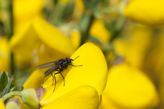 mouche pos&eacute; sur fleur d'ajonc en bretagne
