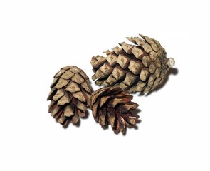 Pine cones on white background isolate.
