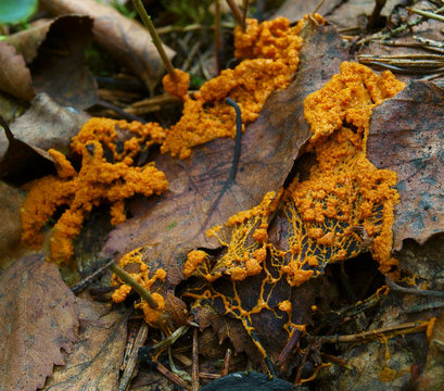 An orange veiny and granular plasmodium of a Physarum slime mold, or myxomycete, is crawling and spreading on dead leaves. Slime moulds are special organisms that gather from microscopic amoebae