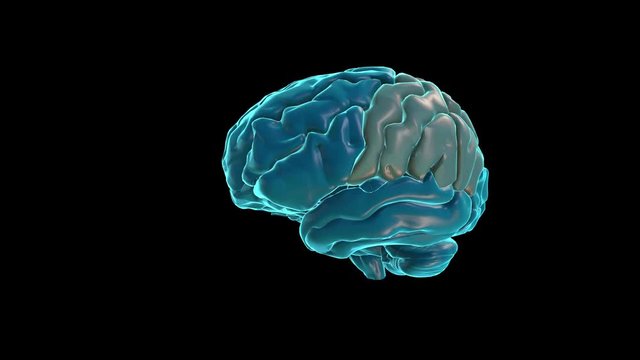 BRAIN-Parietal lobe
Human Brain Atlas