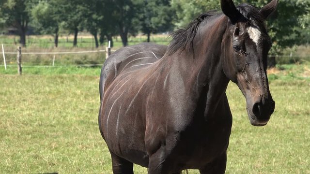 Brown Hanoverian horses grazing peacefully on grassland on an exceptionally hot and sunny summer's day.