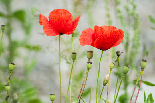 closeup of poppies in a meadow at spring