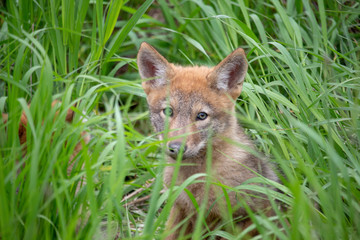 Coyote pup