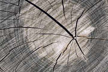 Old wood texture with natural patterns.