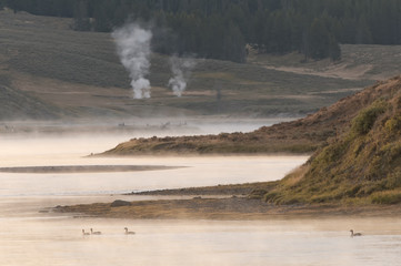 Canada geese swimming on Yellowstone River;  Yellowstone NP;  Wyoming