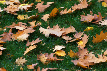 Autumn yellow oak and maple leaves on green grass