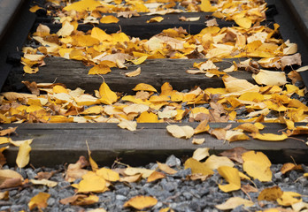 Old railway with yellow fallen leaves at autumn