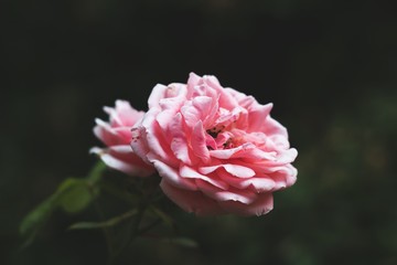 Rose on garden 