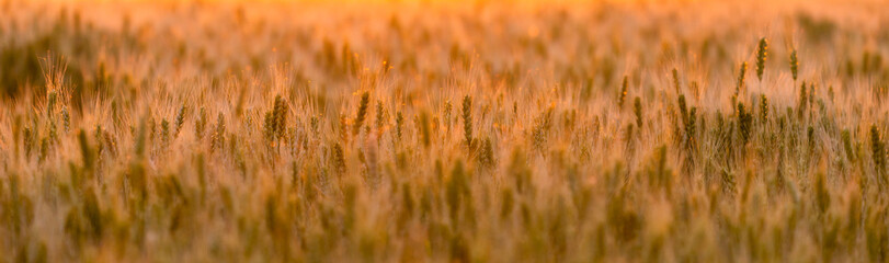 Wheat field. Ears of green wheat. Beautiful Nature Sunset Landscape. Rural Scenery under golden shining Sunlight. Background of ripening ears of meadow wheat field. Rich harvest Concept