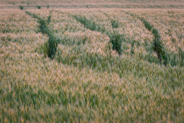 Fototapeta na wymiar Wheat field. Traces in a green field of wheat