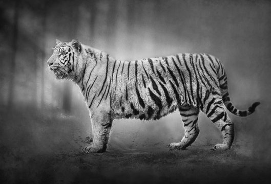 White Tiger