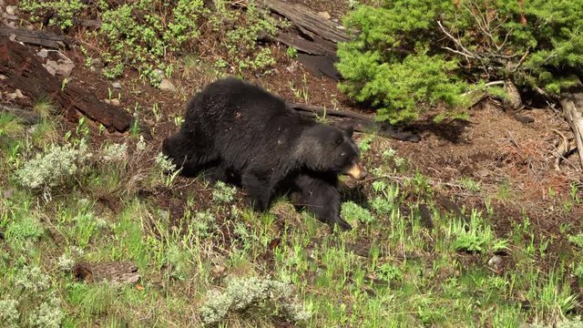 Sow black bear walking into a green grassy field from hillside.
