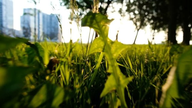 Sunlight shines through the grass at sunset or sunrise in the city park, camera movement fast. Slow motion
