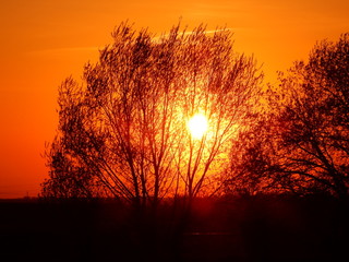 sunset in the forest