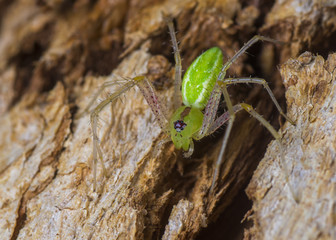 Green Lyxn Spider 2