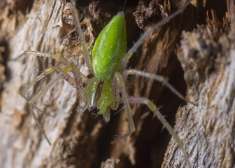 Green Lynx Spider 1