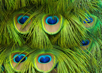 Group of Peacock Feathers