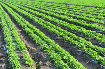 Peanuts in the field, lush growth