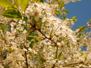 flowers in spring