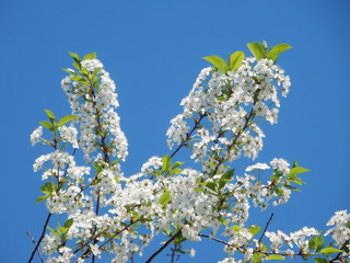 white flowers of cherry tree in spring
